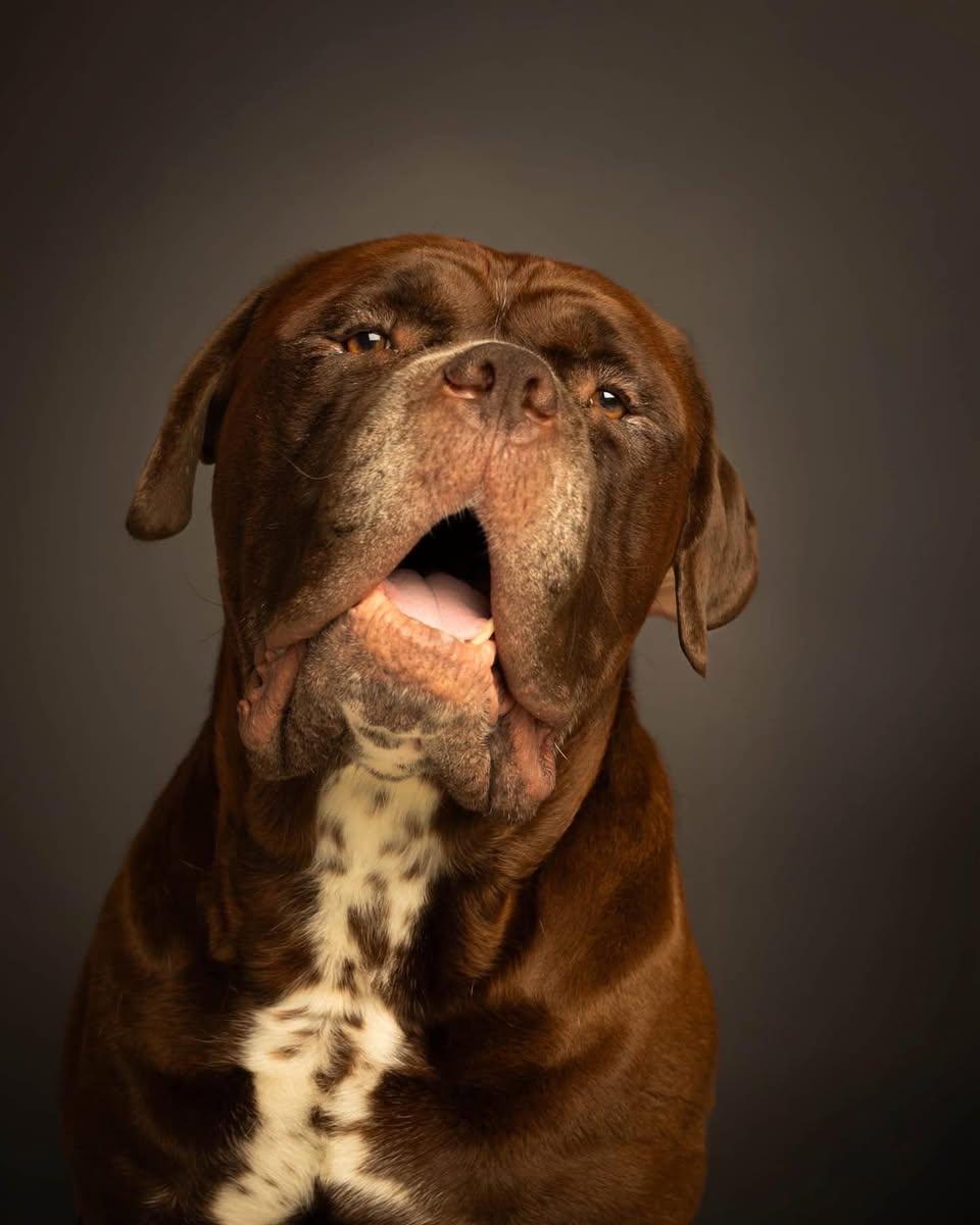 Moose, a Adoptable Mastiff in Chambersburg, PA image 2/3