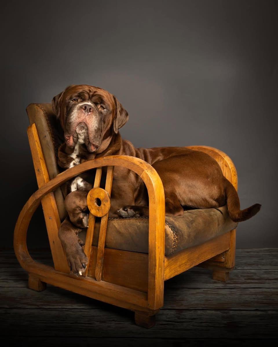 Moose, a Adoptable Mastiff in Chambersburg, PA image 3/3