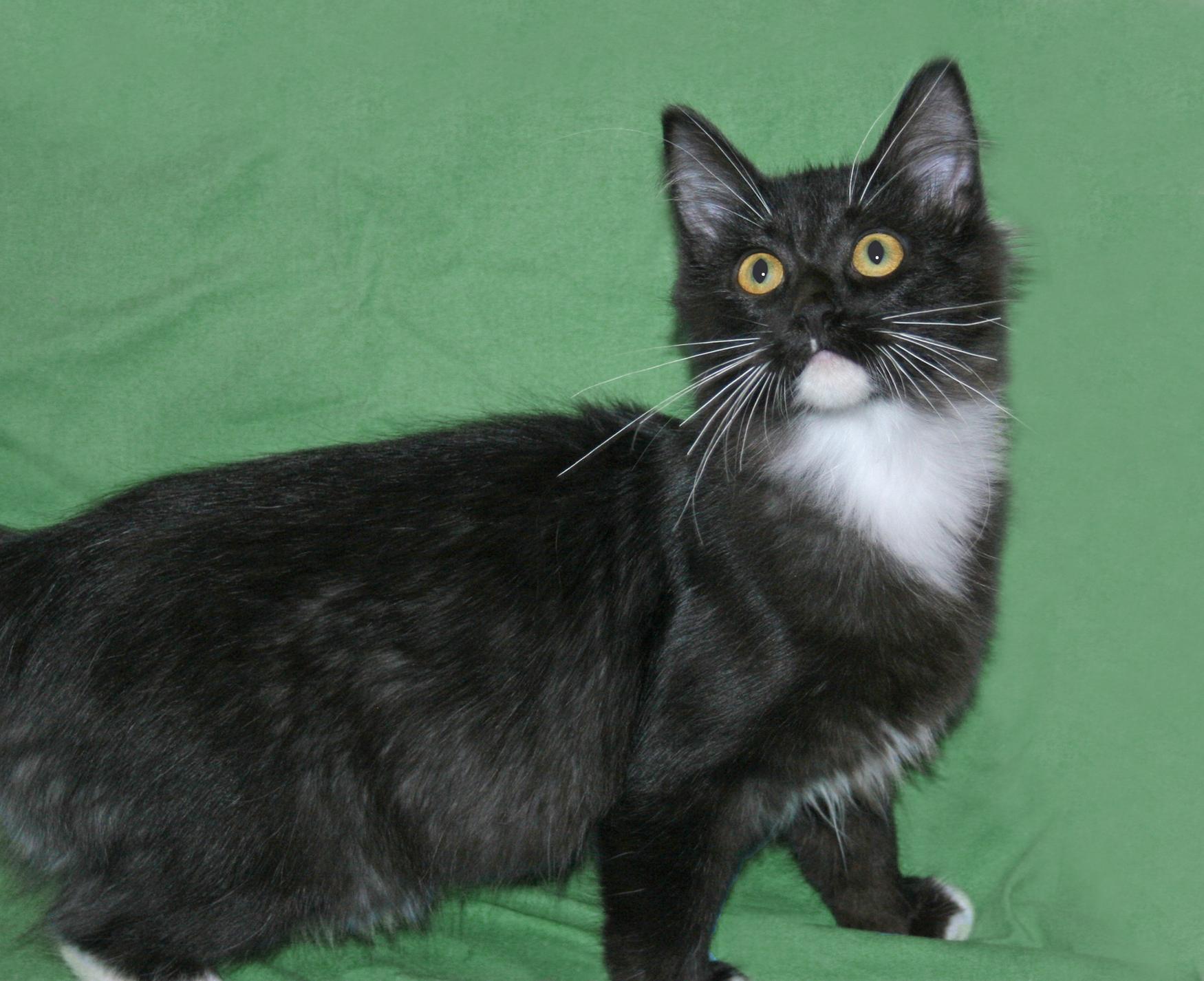 Enlarge Lenox, an adopted Domestic Short Hair in Victoria, MN image 1/3