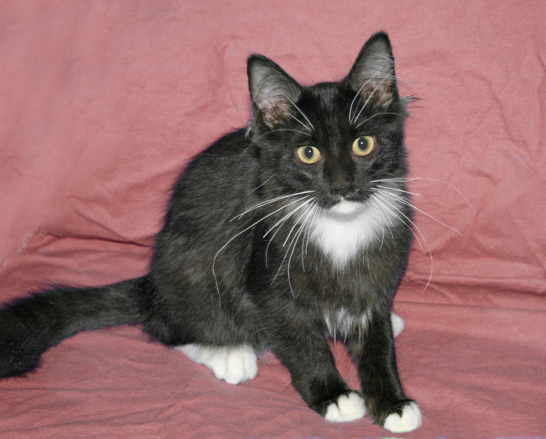 Enlarge Lenox, an adopted Domestic Short Hair in Victoria, MN image 2/3