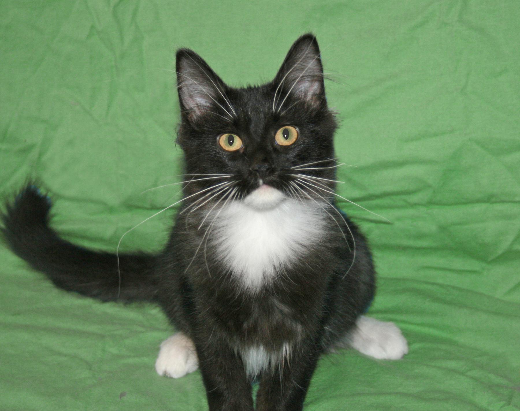 Enlarge Lenox, an adopted Domestic Short Hair in Victoria, MN image 3/3