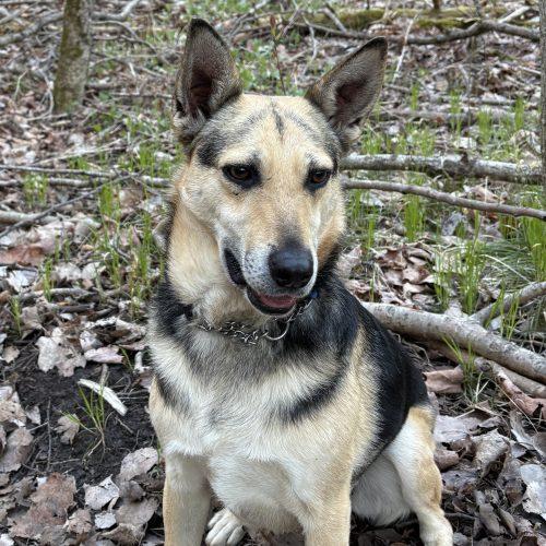 Shanon, Adoptable, Adult Female Mixed Breed.