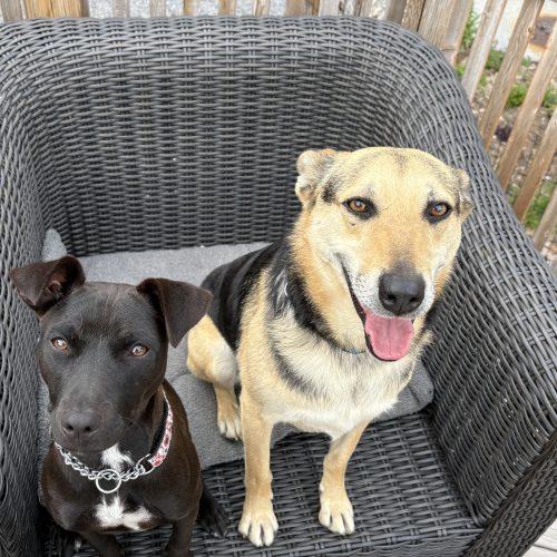 Shanon, a Adoptable mixed breed in Sunderland, ON image 2/5