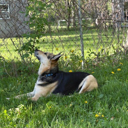 Shanon, a Adoptable mixed breed in Sunderland, ON image 3/5