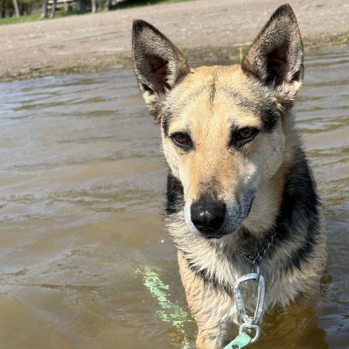 Shanon, a Adoptable mixed breed in Sunderland, ON image 4/5