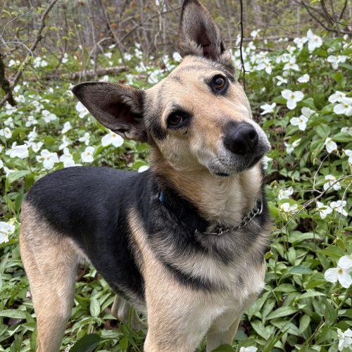 Enlarge Shanon, a Adoptable mixed breed in Sunderland, ON image 3/5