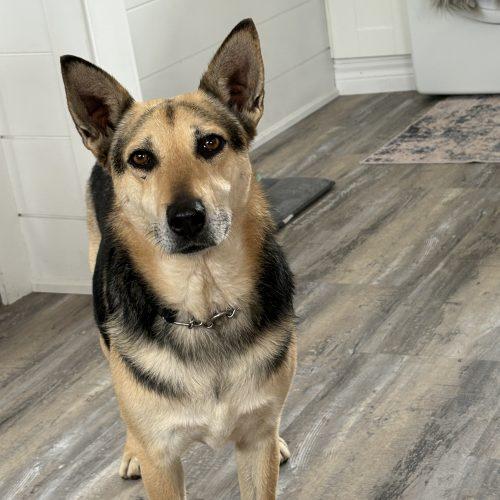 Shanon, a Adoptable mixed breed in Sunderland, ON image 5/5