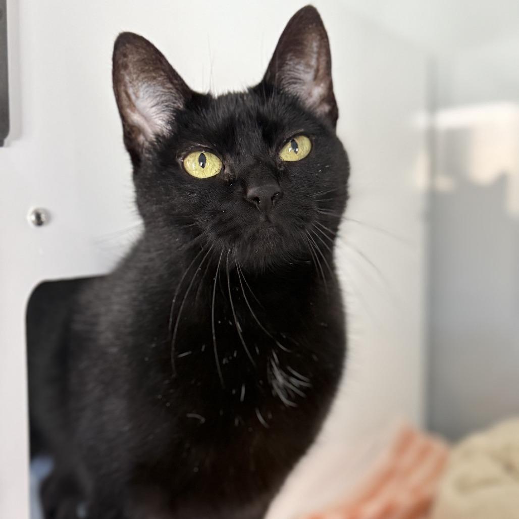 Little Bit, adopted, Adult Female Domestic Short Hair.