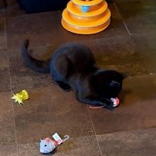 Enlarge Cocoa, a Adoptable Domestic Short Hair in Oswego, NY image 5/5