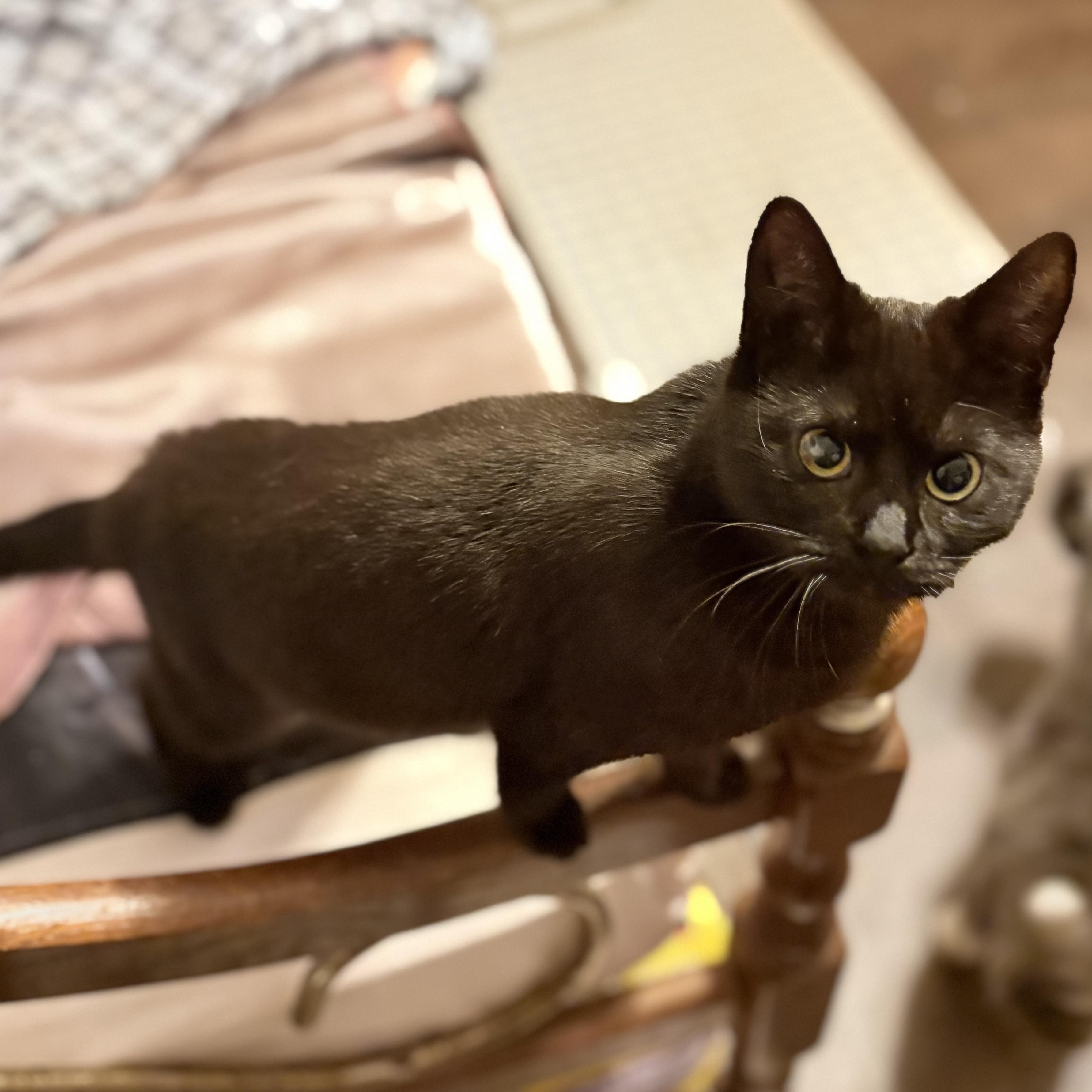 Enlarge Cocoa, a Adoptable Domestic Short Hair in Oswego, NY image 4/5
