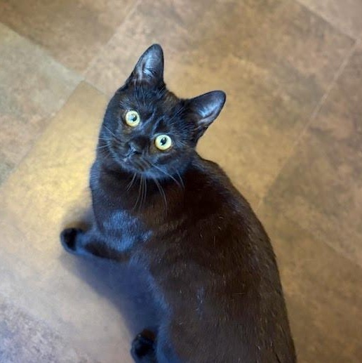 Enlarge Cocoa, a Adoptable Domestic Short Hair in Oswego, NY image 2/5