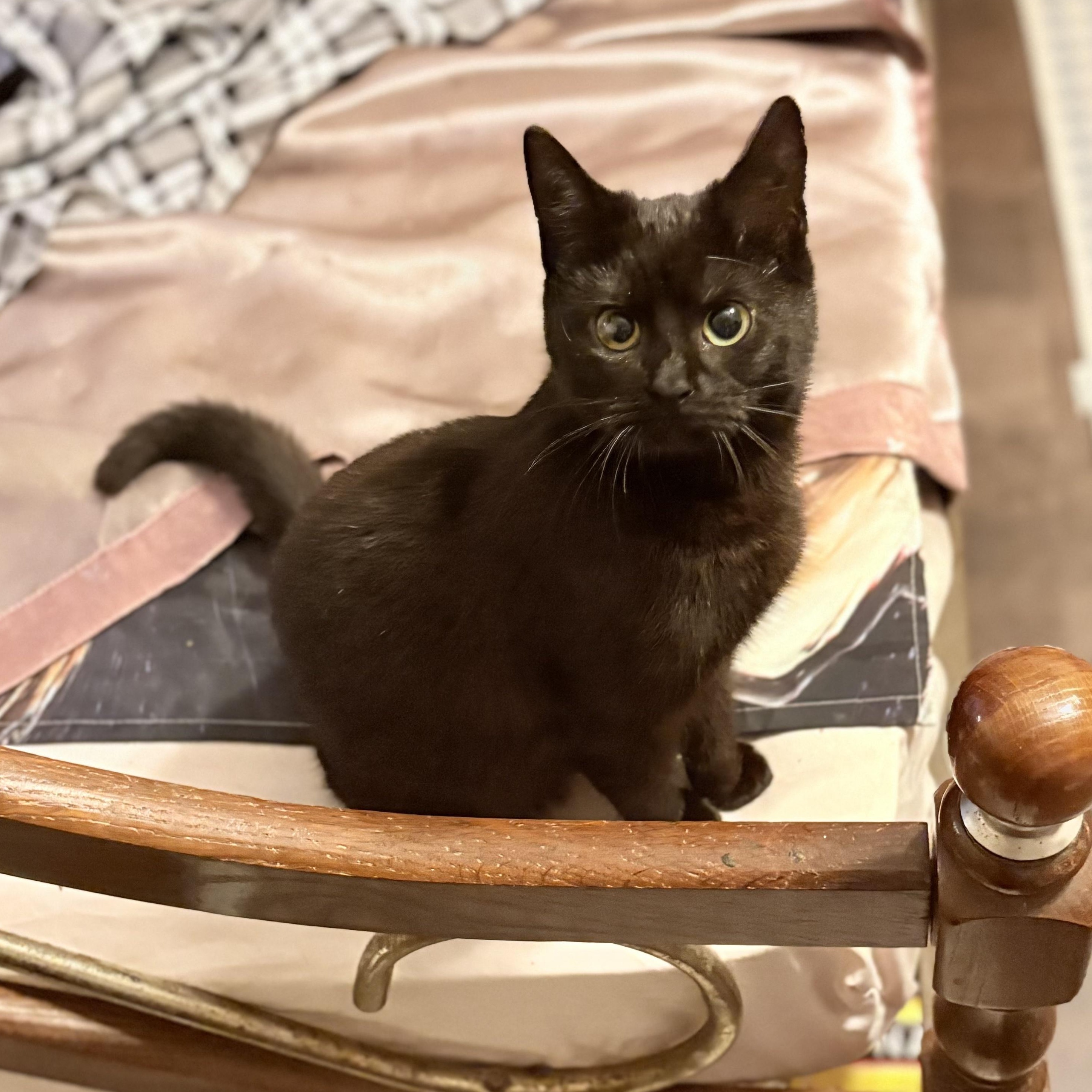 Cocoa, Adoptable, Kitten Female Domestic Short Hair.