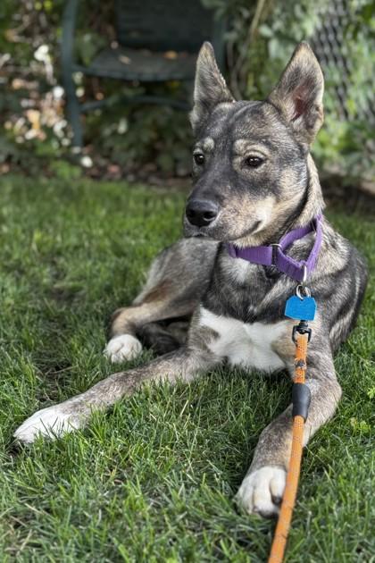 Aquila, Adoptable, Young Female Mixed Breed & Mixed Breed.