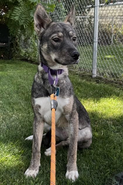 Enlarge Aquila, a Adoptable mixed breed in Walla Walla, WA image 2/3