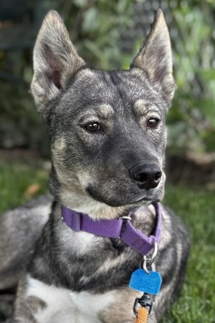 Enlarge Aquila, a Adoptable mixed breed in Walla Walla, WA image 3/3
