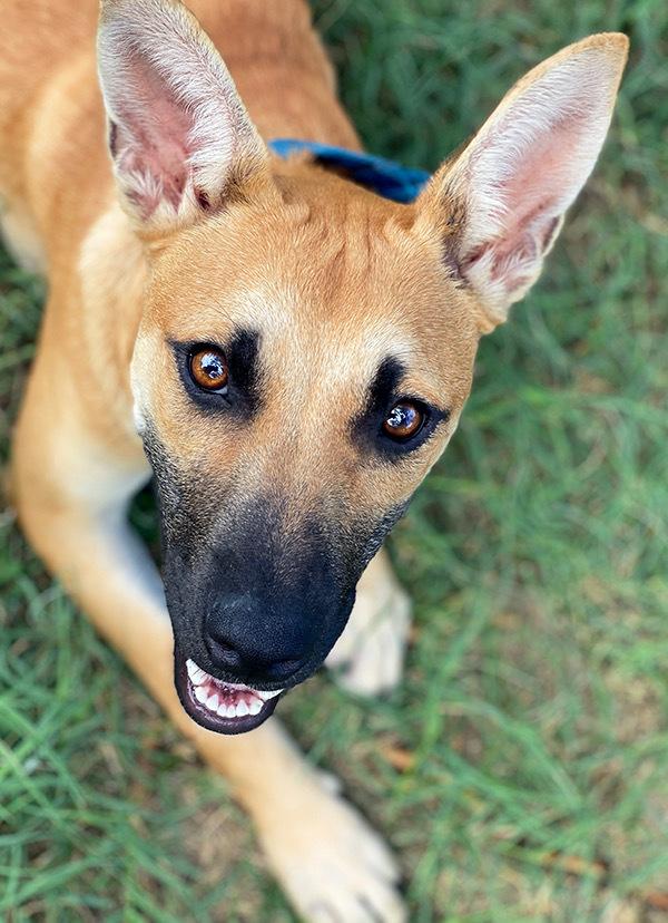 Enlarge Terra, a Adoptable mixed breed in Albany, NY image 4/6