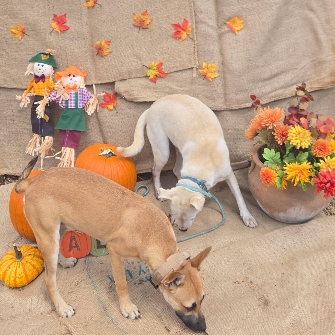 Enlarge Terra, a Adoptable mixed breed in Albany, NY image 6/6