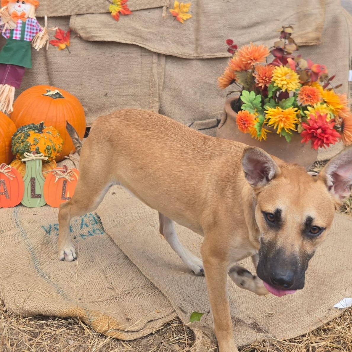 Enlarge Terra, a Adoptable mixed breed in Albany, NY image 2/6