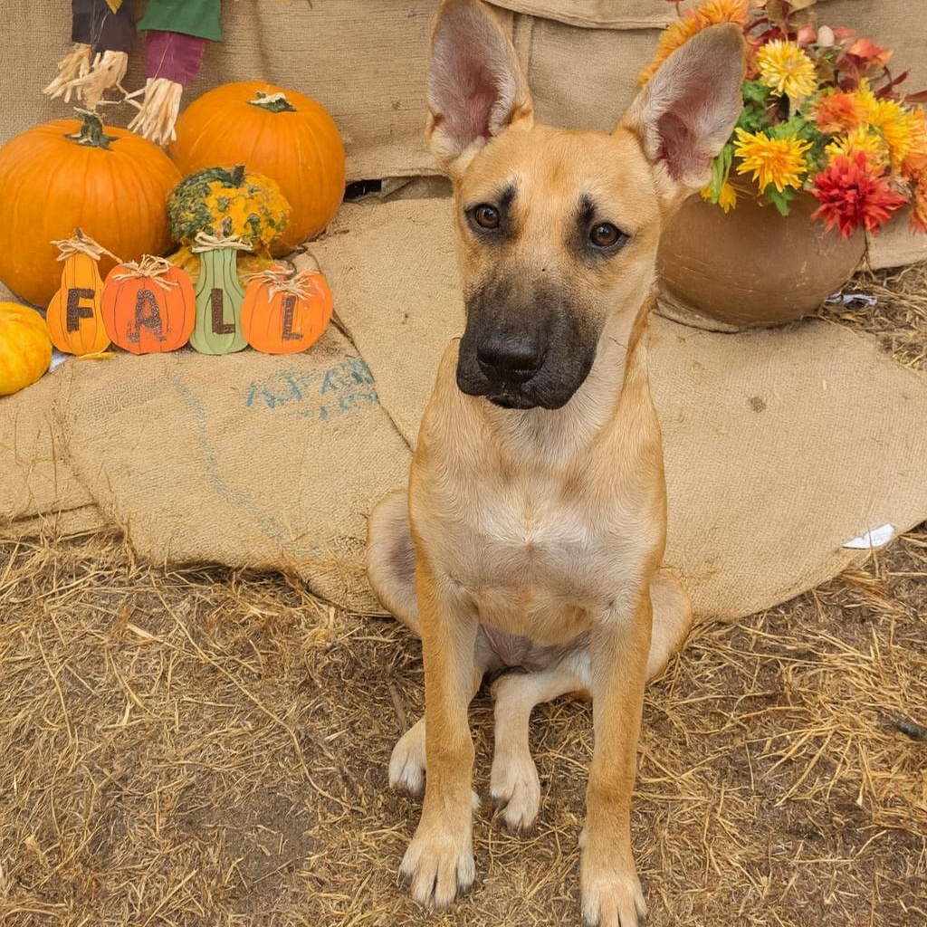 Enlarge Terra, a Adoptable mixed breed in Albany, NY image 1/6