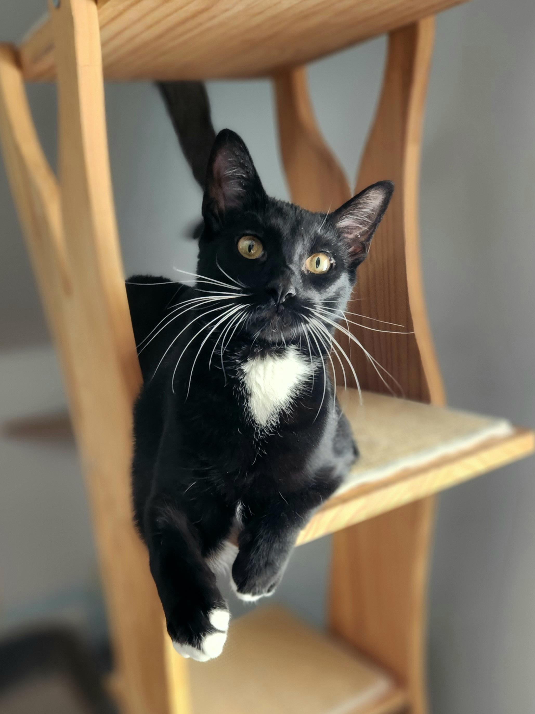 Enlarge T'Challa - Bonded with Fury, a Adoptable Domestic Short Hair in Clawson, MI image 1/1