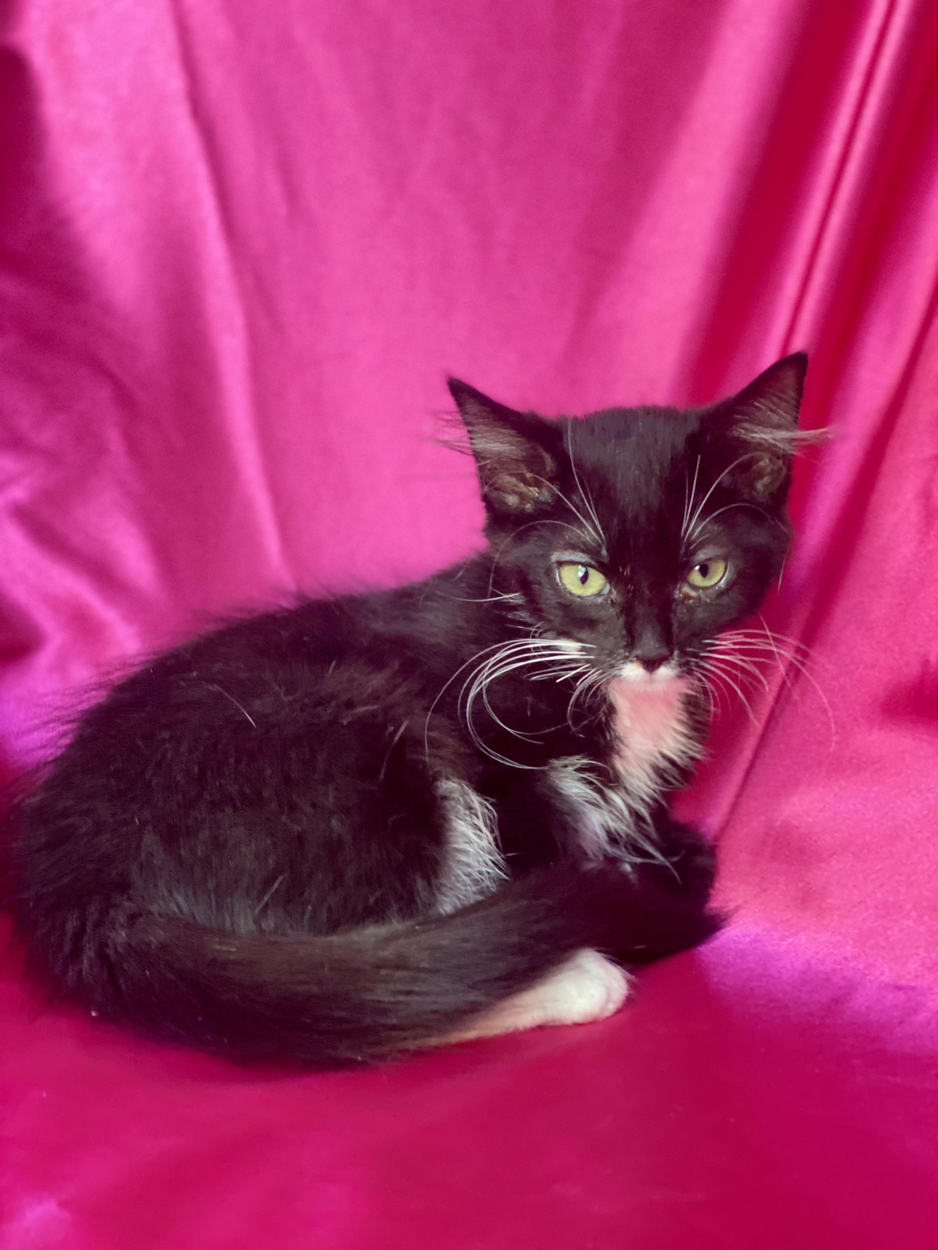 Enlarge SHASTA, a other Tuxedo in Rowland Heights, CA image 2/3