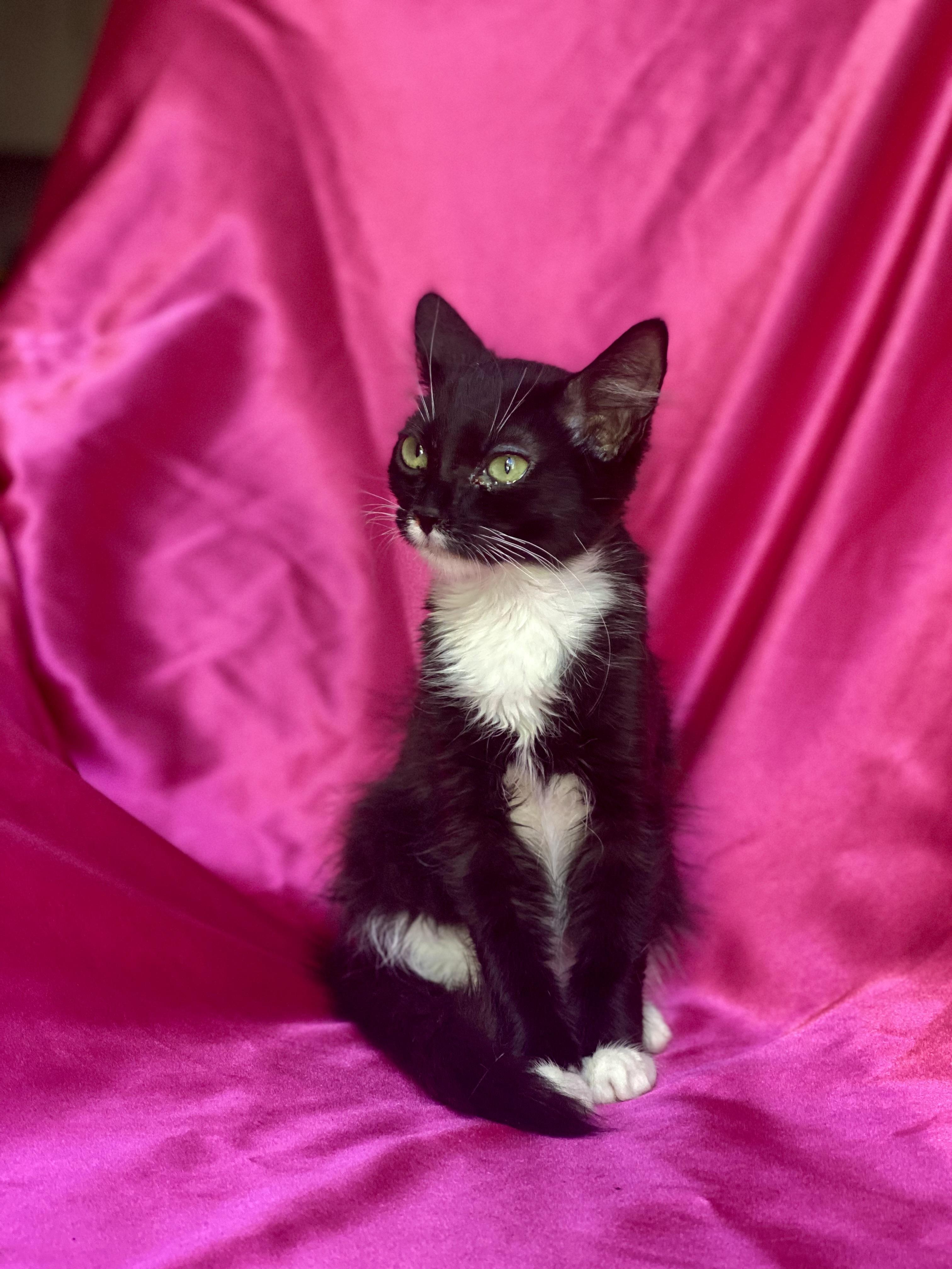 Enlarge SHASTA, a other Tuxedo in Rowland Heights, CA image 3/3