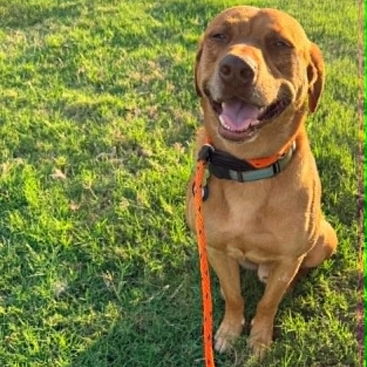 Enlarge BUDDY, a Adoptable mixed breed in Keller, TX image 2/6