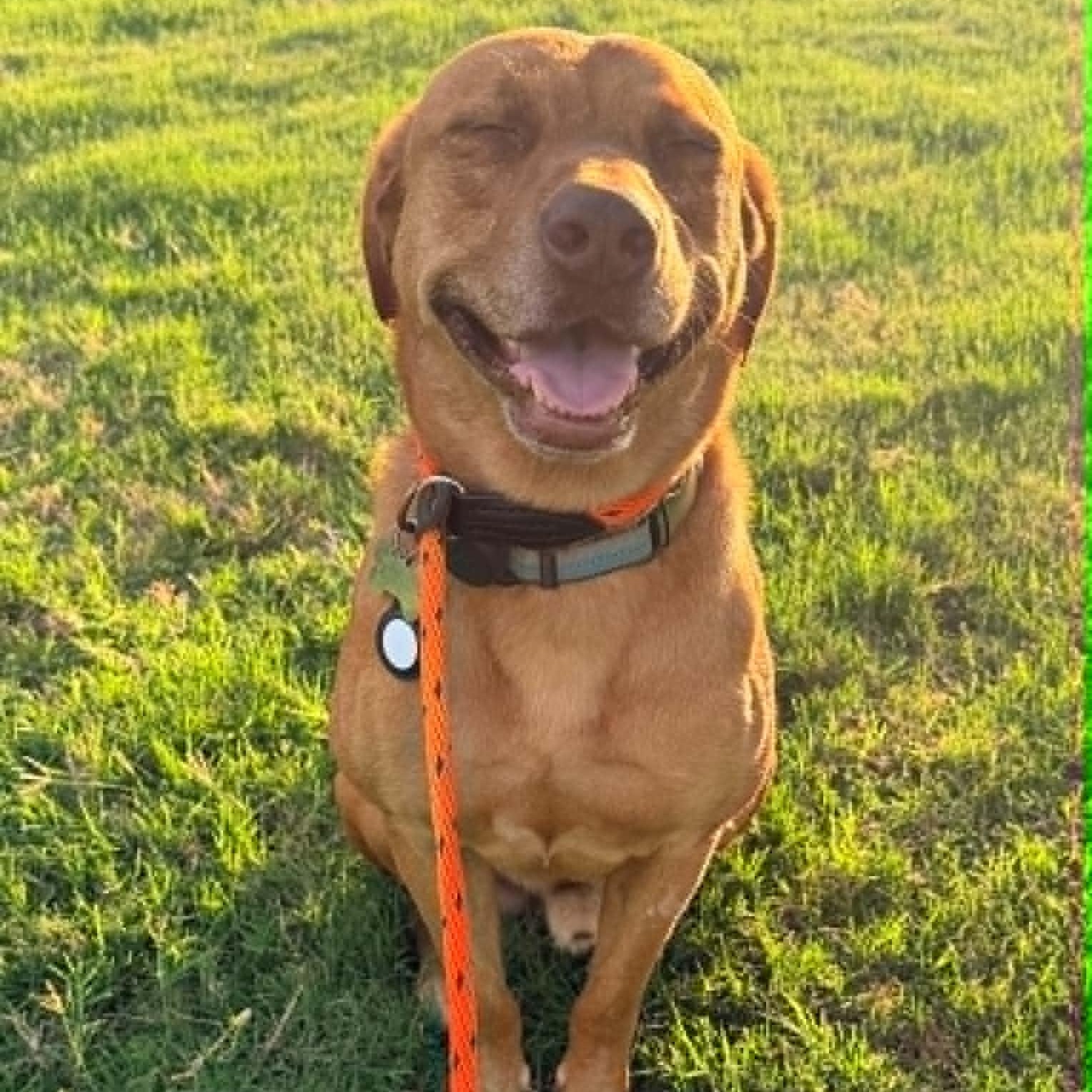 Enlarge BUDDY, a Adoptable mixed breed in Keller, TX image 3/6