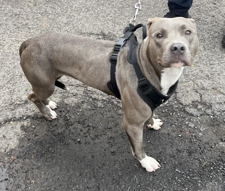 Cancun, Adult Female Pit Bull Terrier