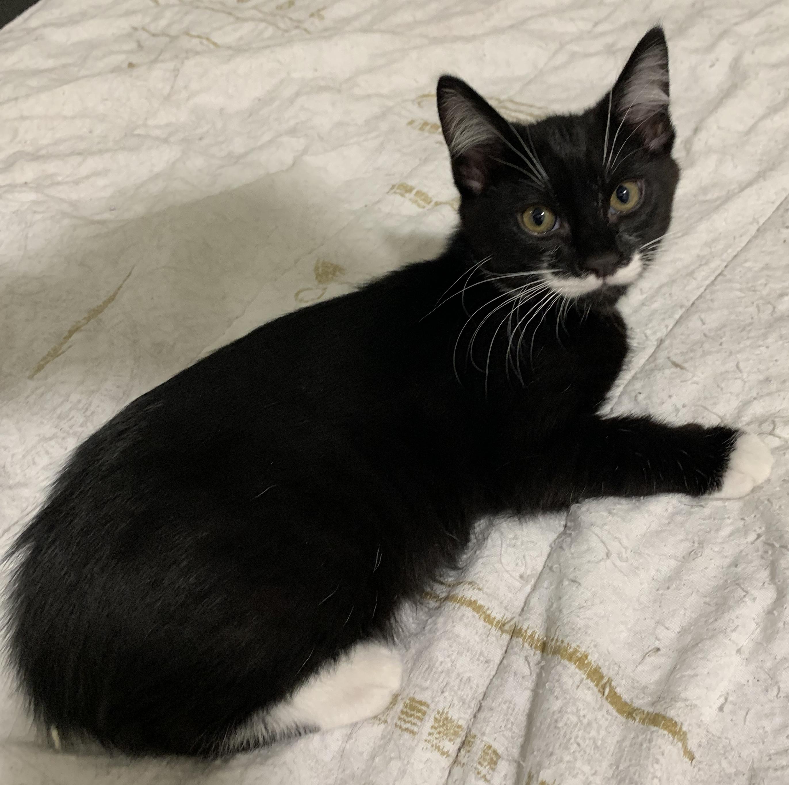 Enlarge Felix, a Adopted Tuxedo in Chino Hills, CA image 2/6