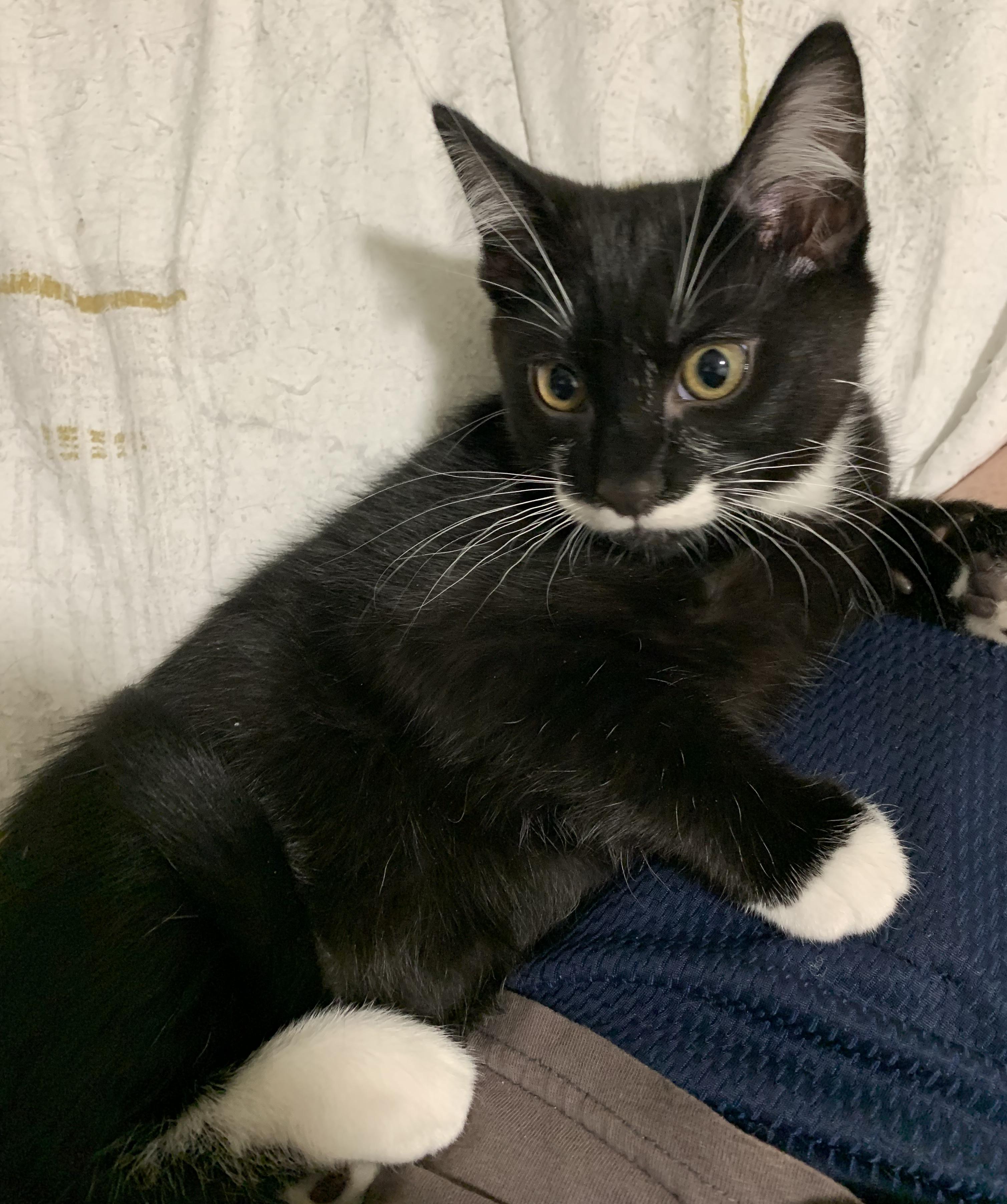 Enlarge Felix, a Adopted Tuxedo in Chino Hills, CA image 6/6