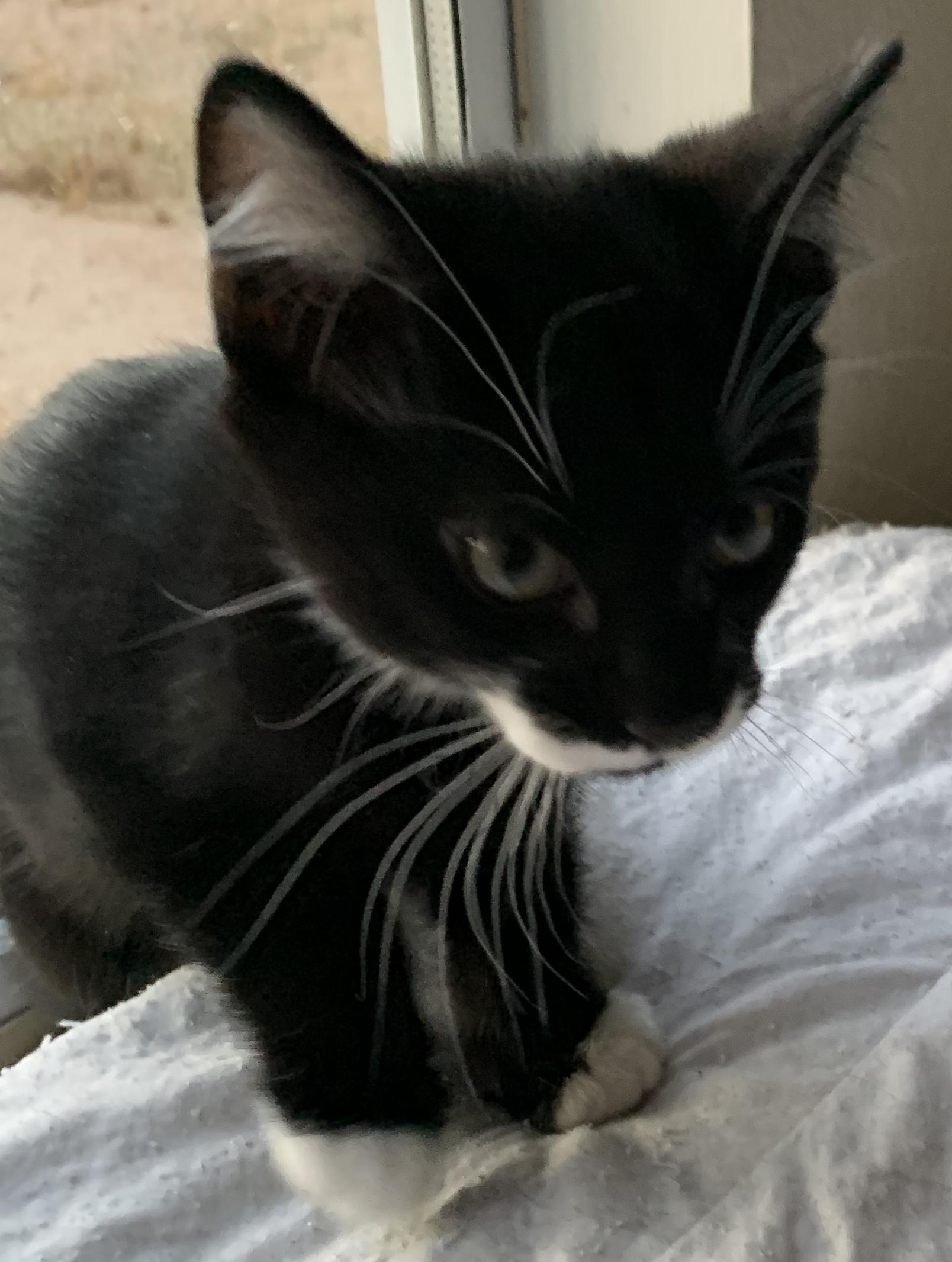 Enlarge Felix, a Adopted Tuxedo in Chino Hills, CA image 3/6