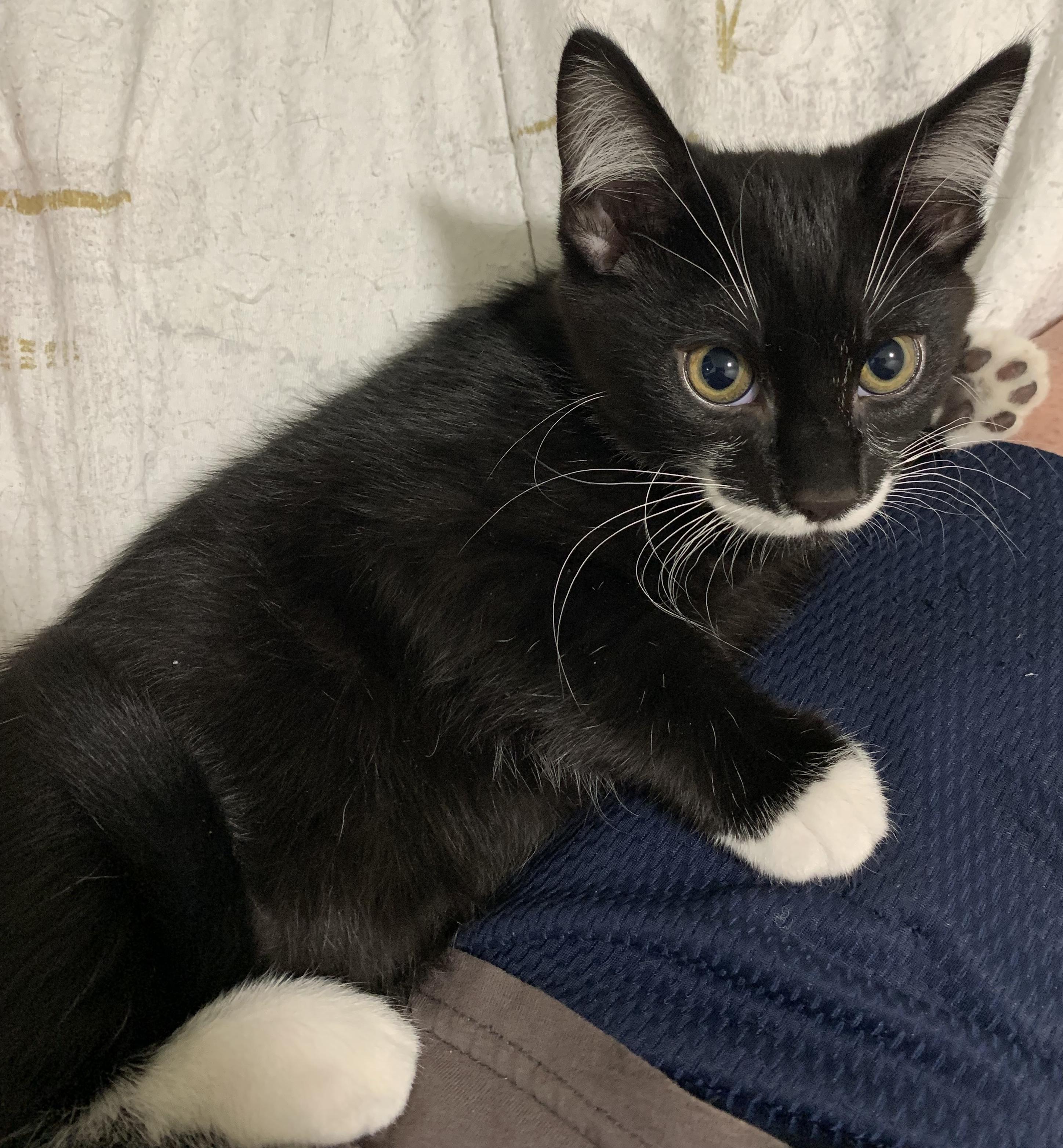 Enlarge Felix, a Adopted Tuxedo in Chino Hills, CA image 4/6