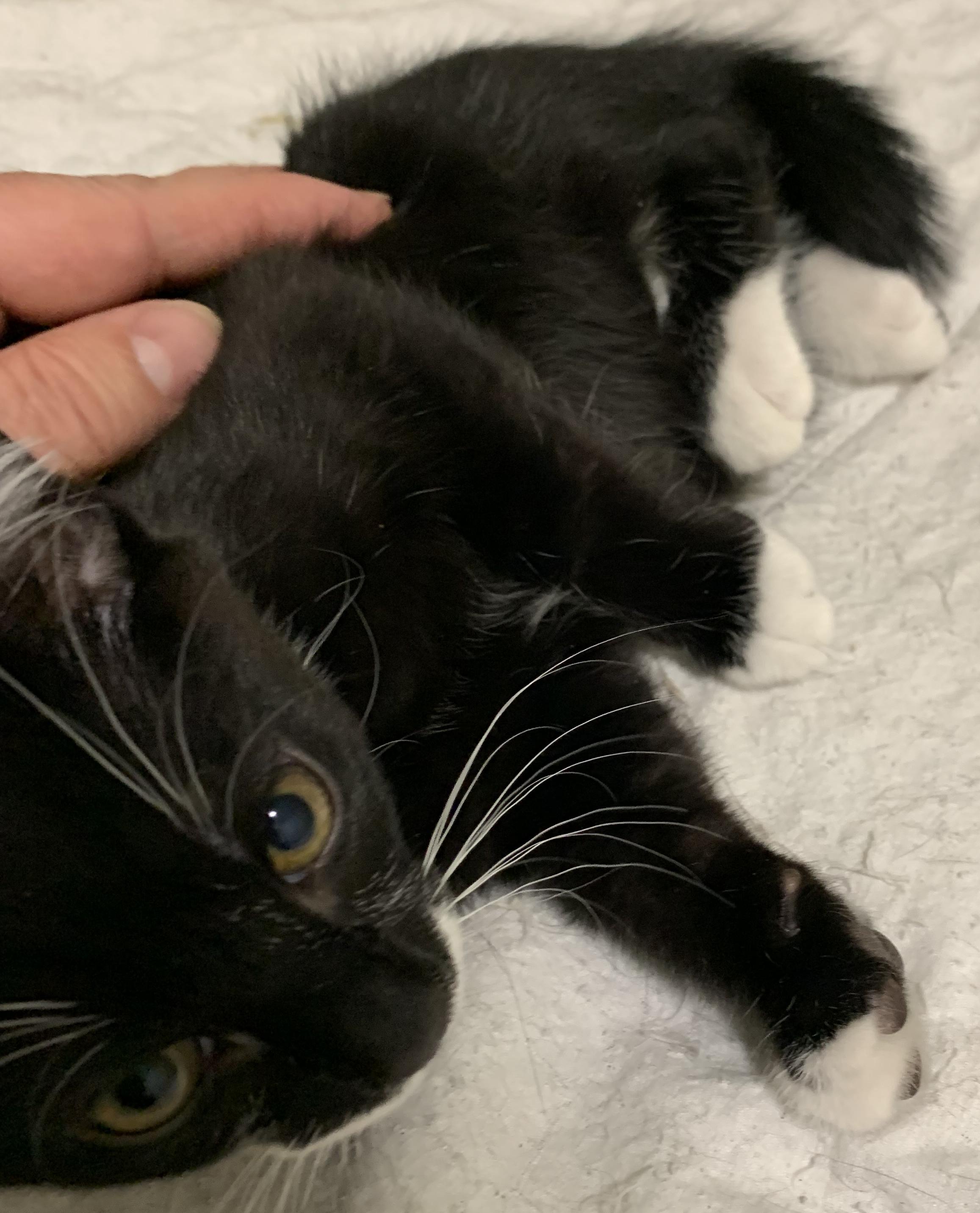 Enlarge Felix, a Adopted Tuxedo in Chino Hills, CA image 5/6