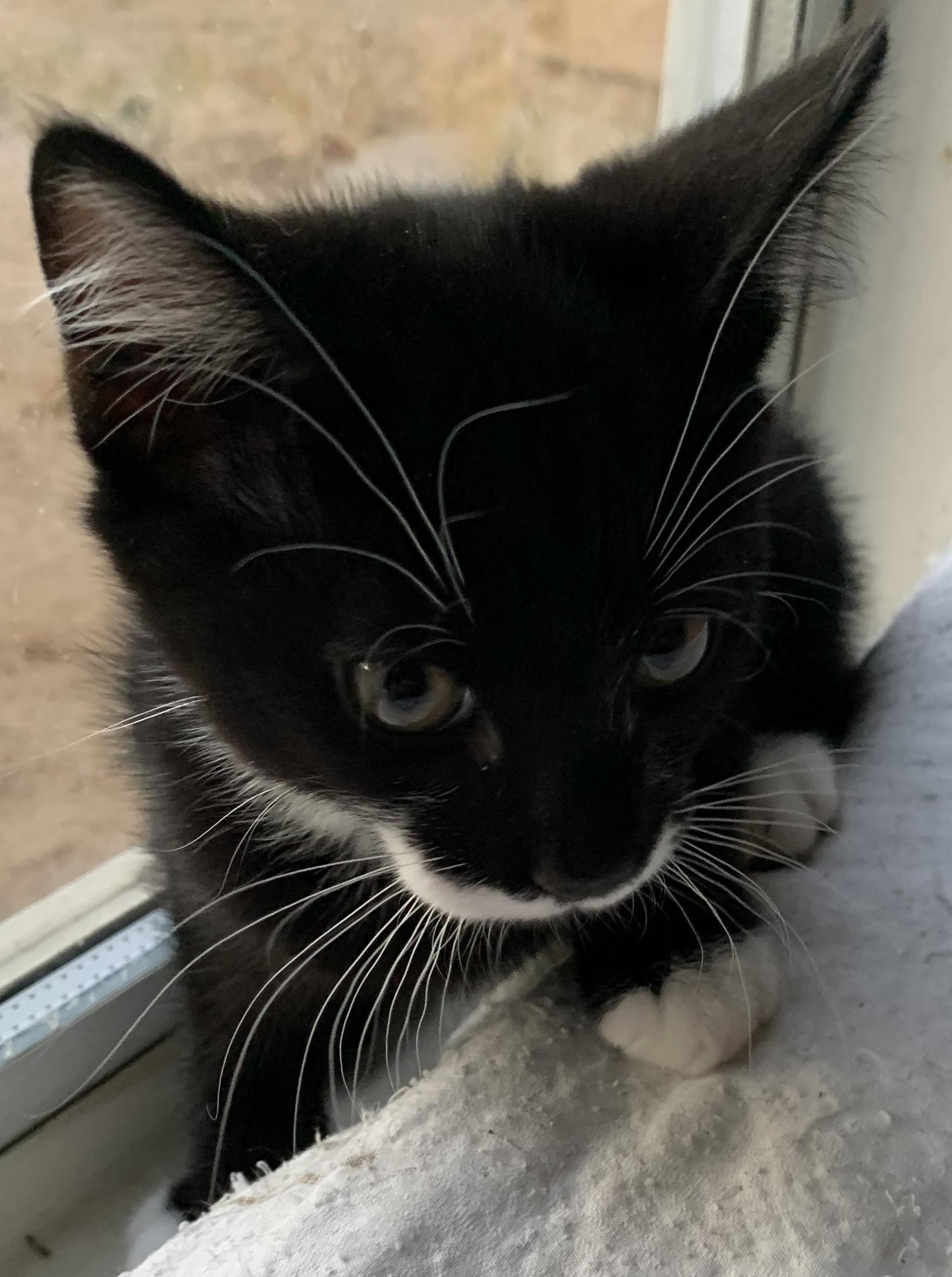 Felix, Baby Male Tuxedo