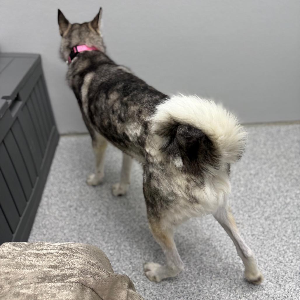 Enlarge Husk, a Adoptable Siberian Husky in Monticello, IA image 3/6