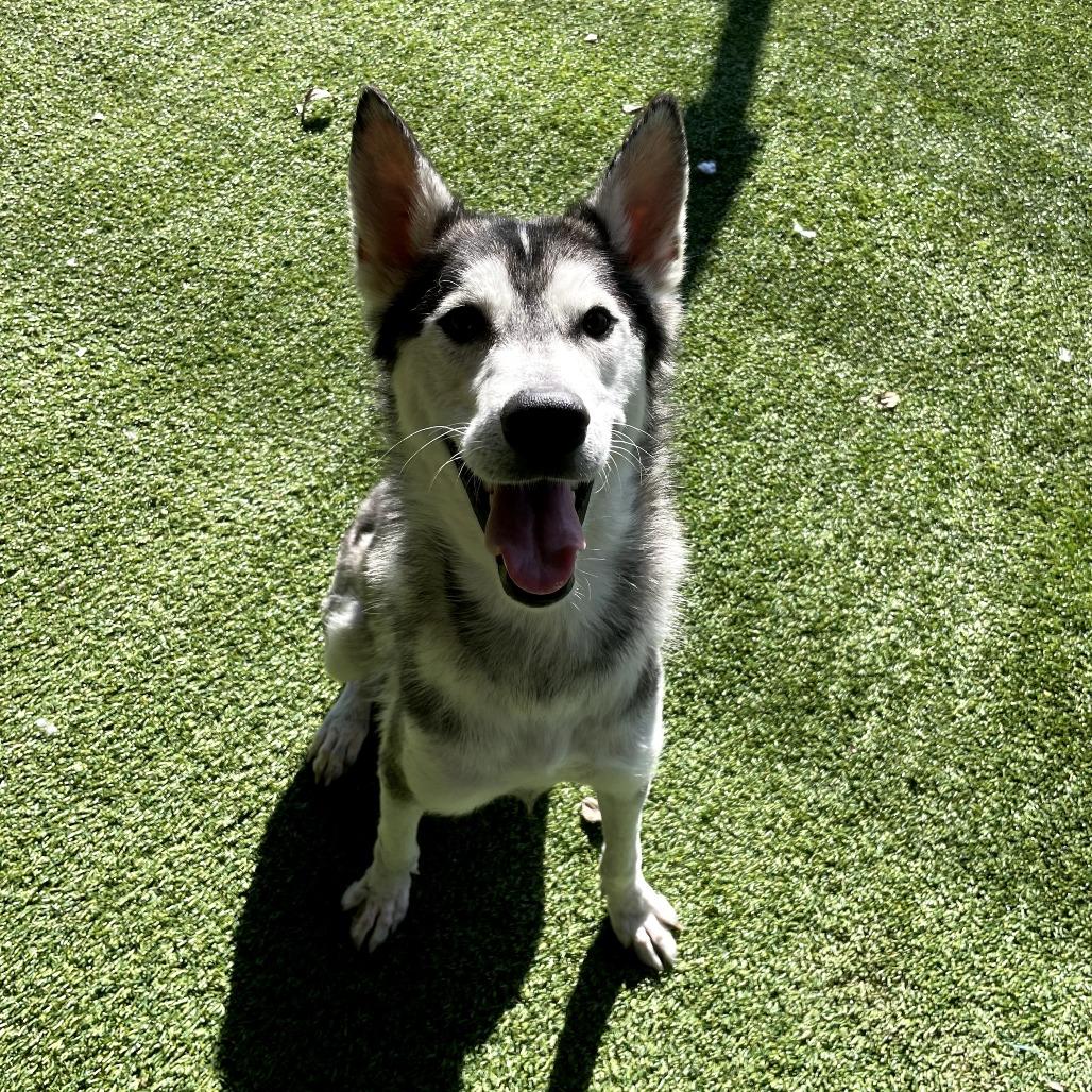 Enlarge Husk, a Adoptable Siberian Husky in Monticello, IA image 4/6