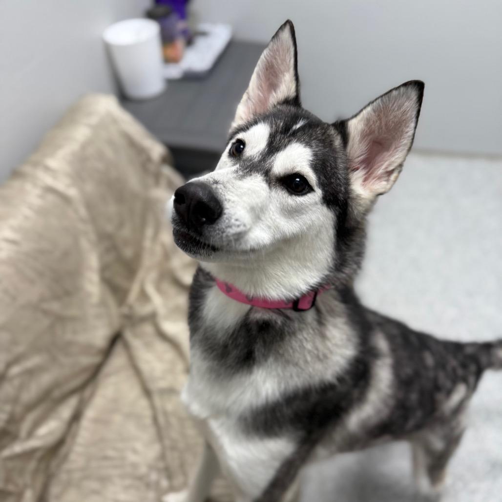 Enlarge Husk, a Adoptable Siberian Husky in Monticello, IA image 6/6
