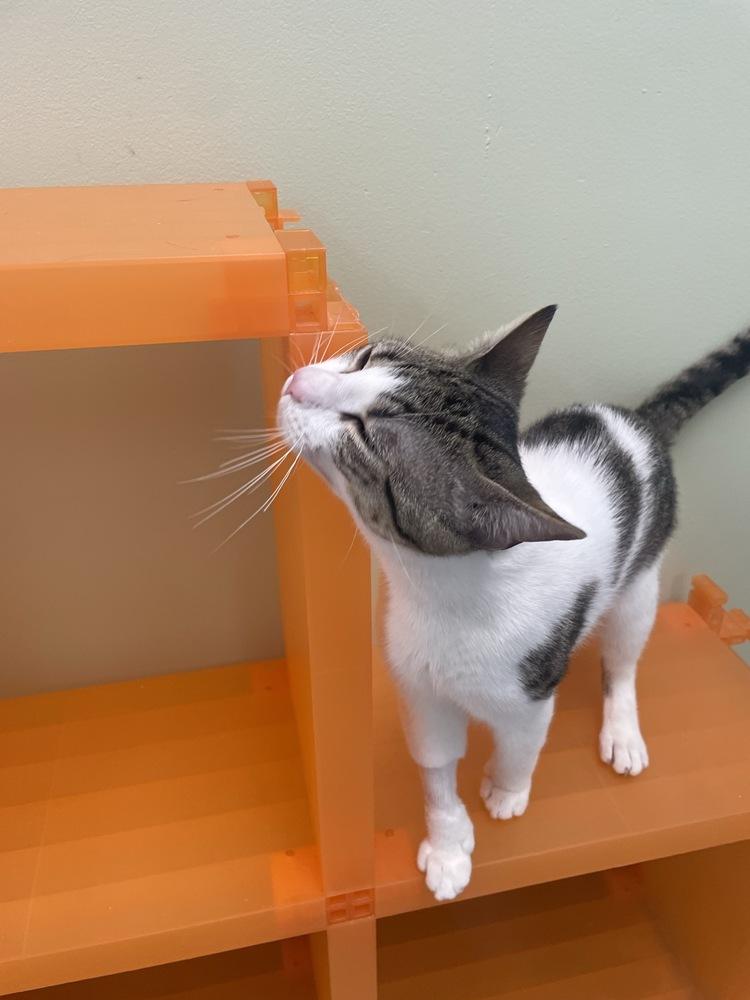 F.B., Adoptable, Young Male Domestic Short Hair.
