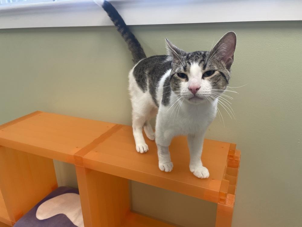 Enlarge F.B., a Adoptable Domestic Short Hair in Trenton, ME image 2/4