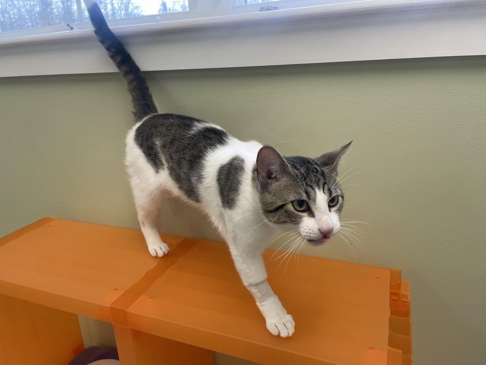 Enlarge F.B., a Adoptable Domestic Short Hair in Trenton, ME image 3/4