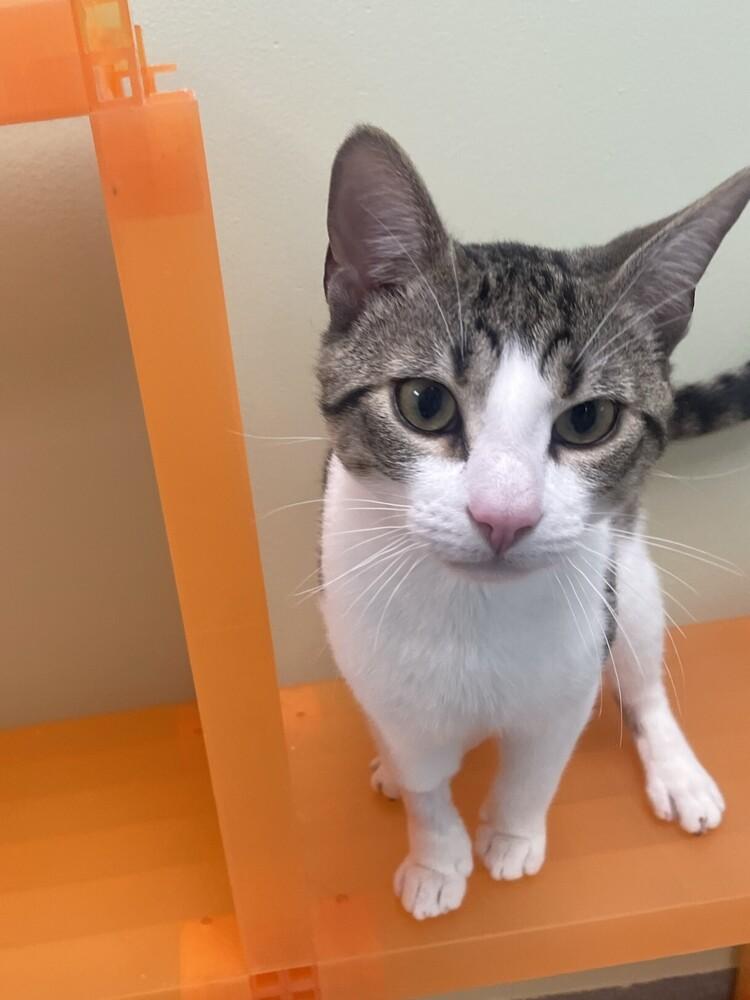 Enlarge F.B., a Adoptable Domestic Short Hair in Trenton, ME image 4/4