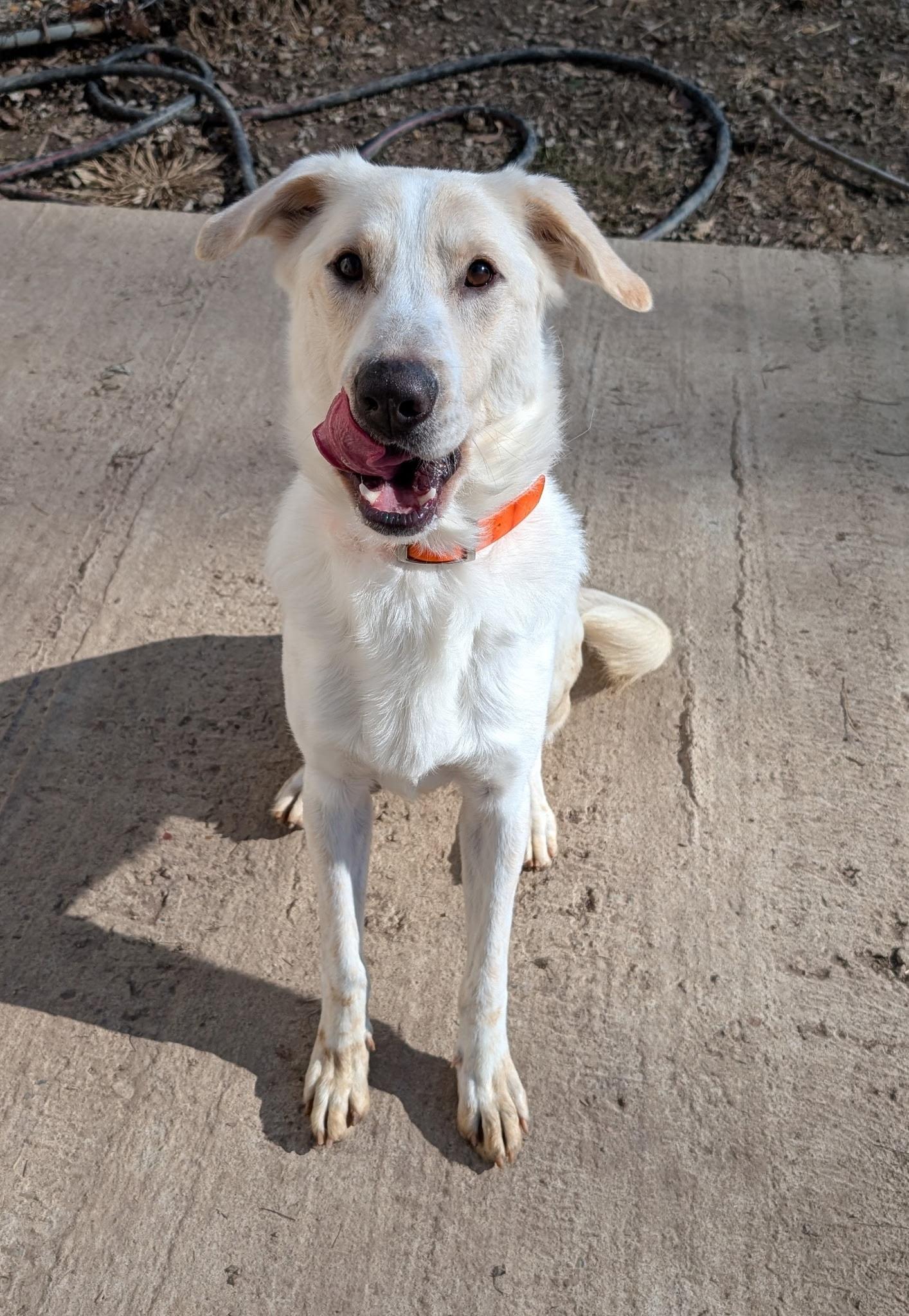 Emmett, ADOPTABLE, Young Male German Shepherd Dog & Yellow Labrador Retriever.
