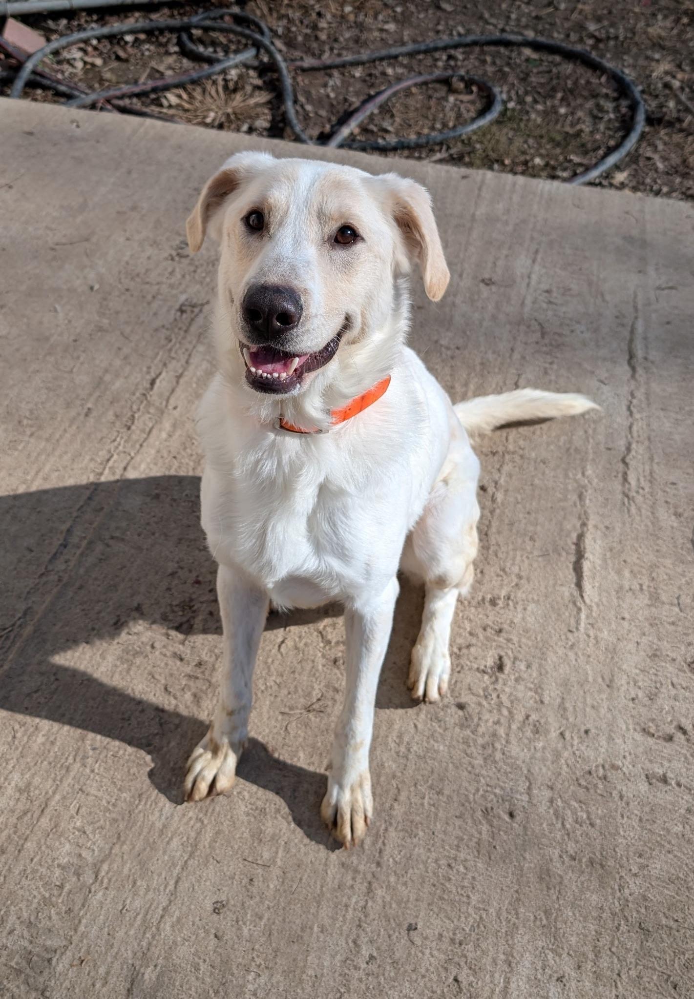 Enlarge Emmett, a ADOPTABLE mixed breed in Metropolis, IL image 2/3