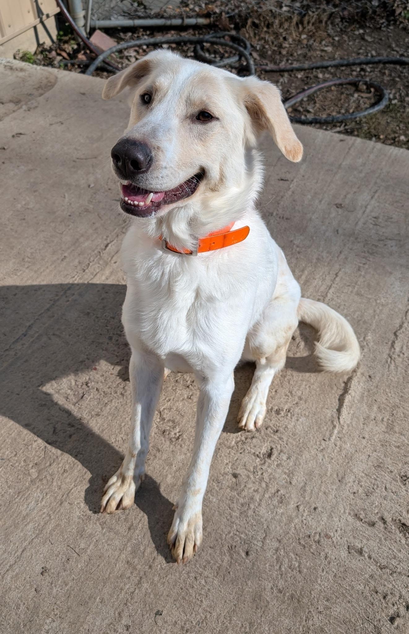 Enlarge Emmett, a ADOPTABLE mixed breed in Metropolis, IL image 3/3