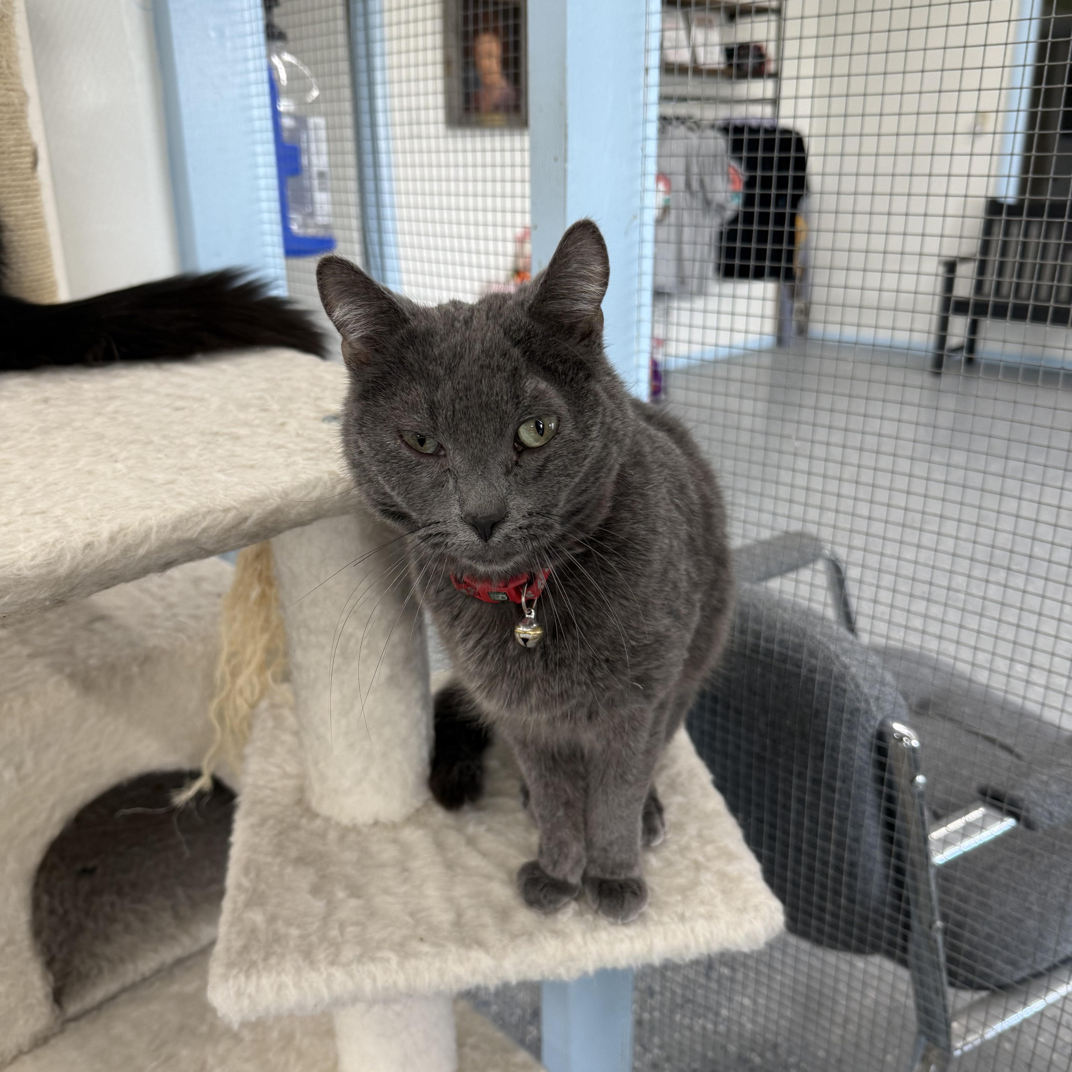 Enlarge Honey Bun, a Adopted mixed breed in Fort Benton, MT image 1/4