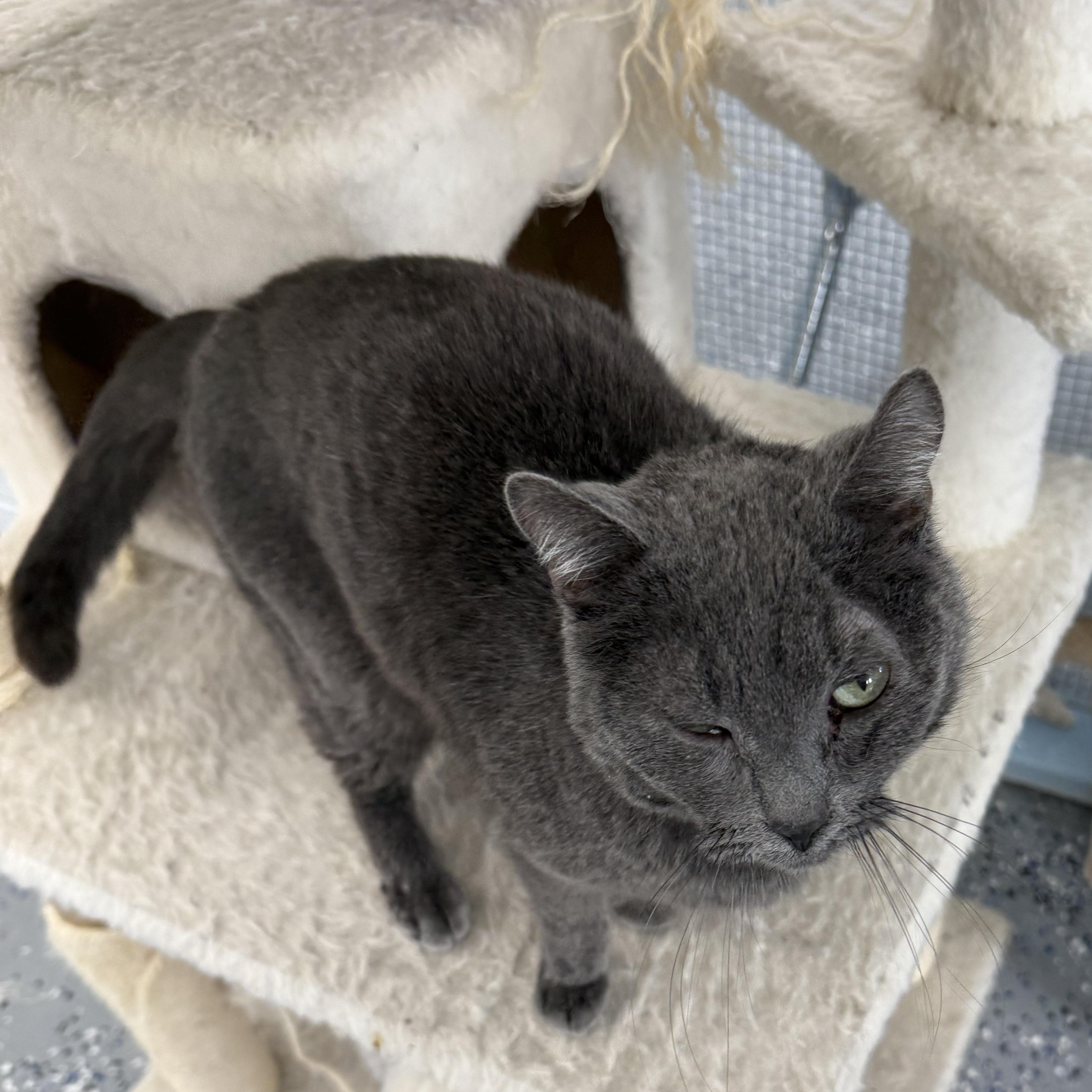 Enlarge Honey Bun, a Adopted mixed breed in Fort Benton, MT image 2/4