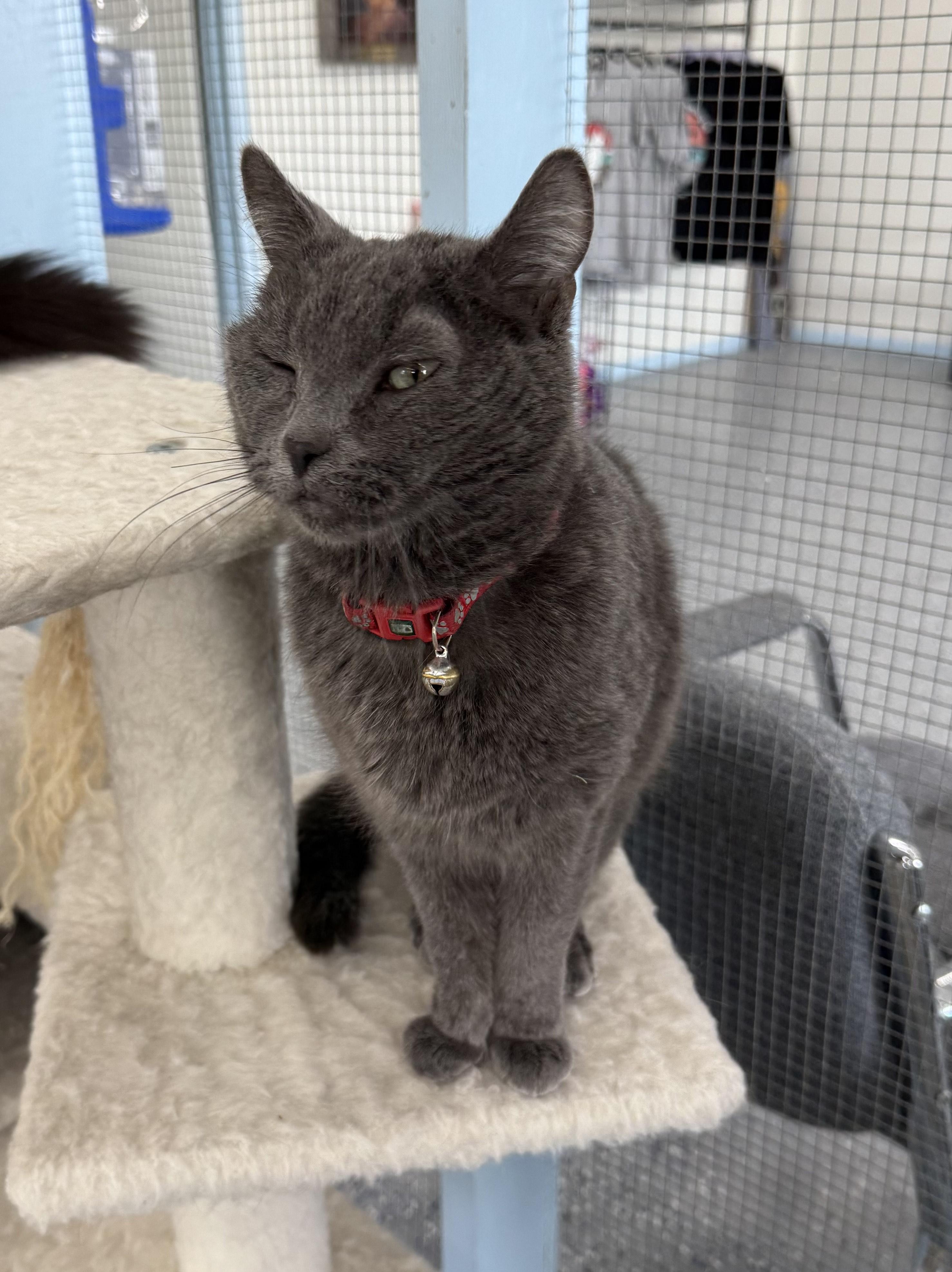 Enlarge Honey Bun, a Adopted mixed breed in Fort Benton, MT image 3/4