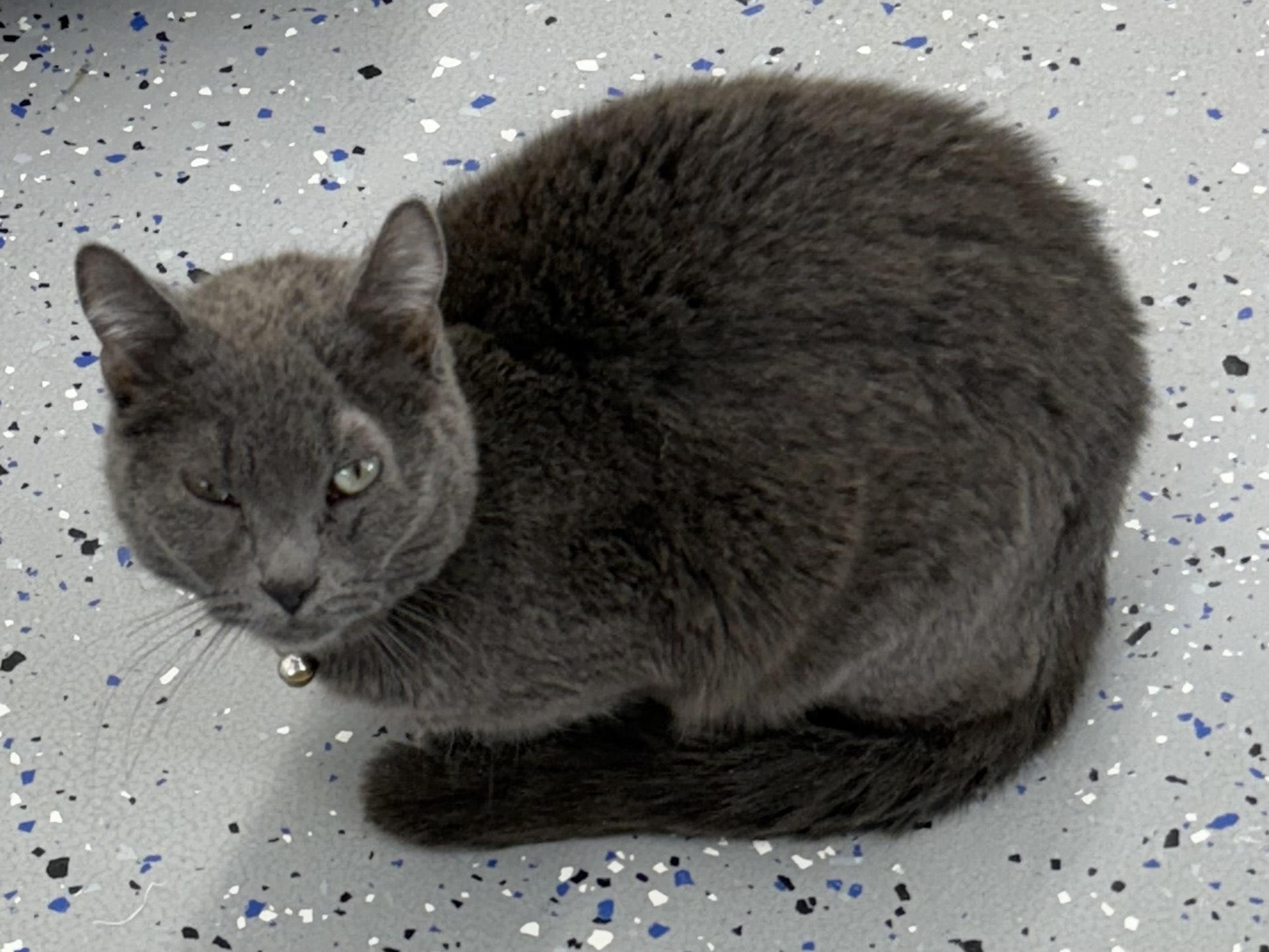 Enlarge Honey Bun, a Adopted mixed breed in Fort Benton, MT image 4/4