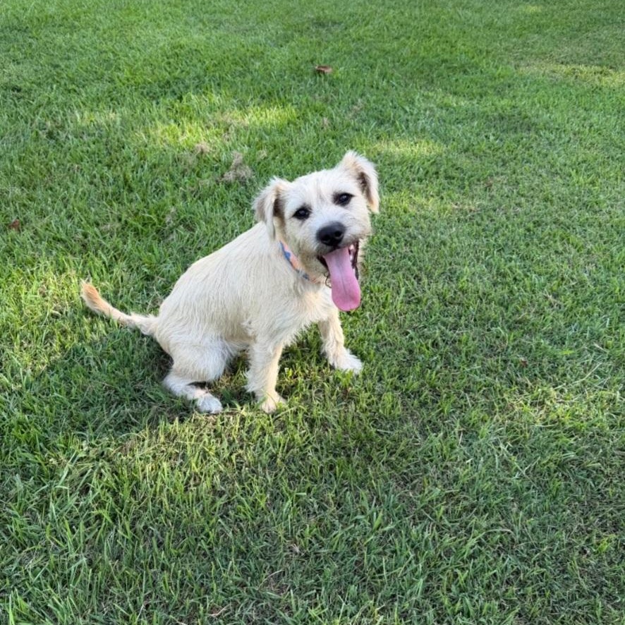 Latte, an adopted Border Terrier in Raeford, NC image 2/4